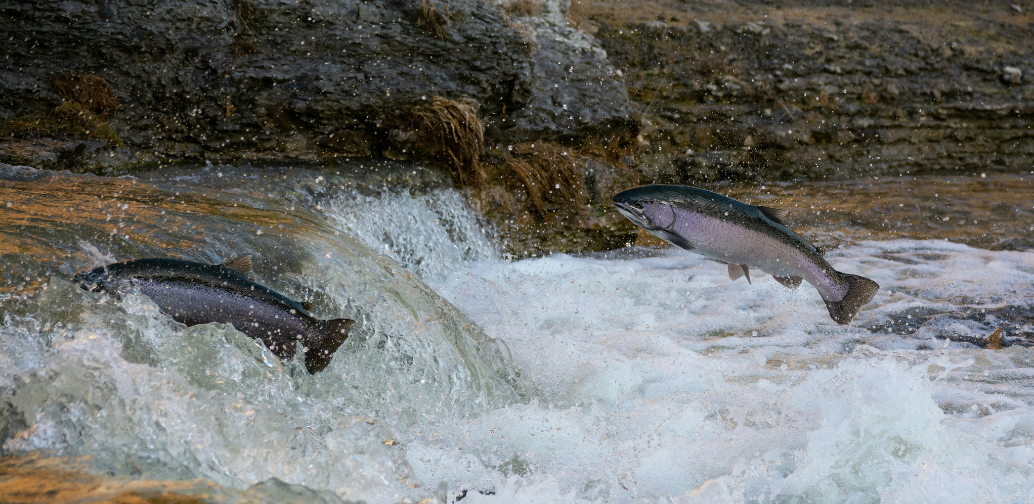 Astaxanthin and Salmon